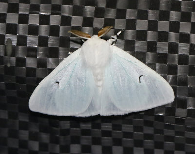 Vitvingespinnare  Arctornis l-nigrum
