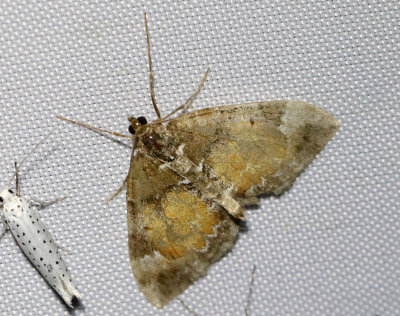 Trubbvinklad fältmätare Dysstroma truncata