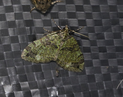 Vattrad fältmätare Hydriomena furcata