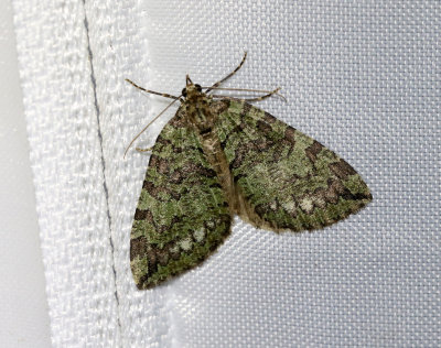 Vattrad fältmätare Hydriomena furcata
