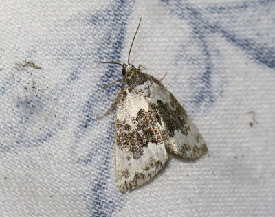 Vitbandat glansfly Deltote deceptoria