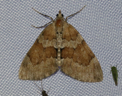 Brunbandad fältmätare Pennithera firmata
