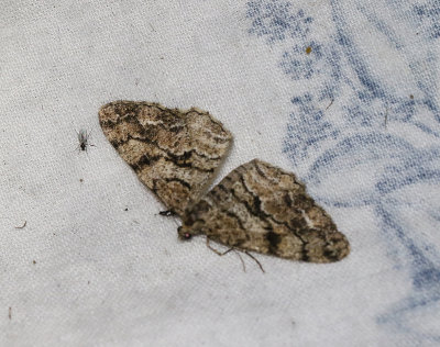 Granlavmätare Peribatodes secundaria