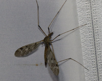 Tipula scripta