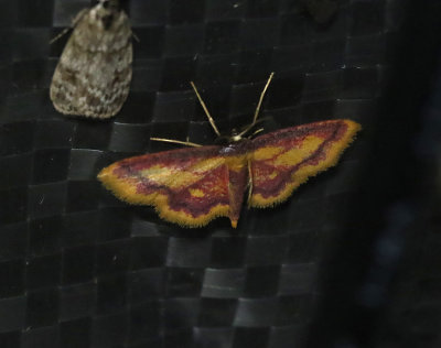 Rödpudrad lövmätare Idaea muricata