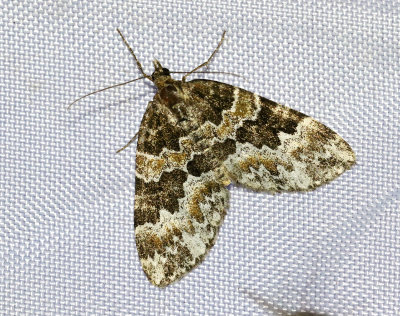 Hasselfältmätare Electrophaes corylata