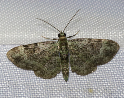 Grön malmätare Pasiphila rectangulata