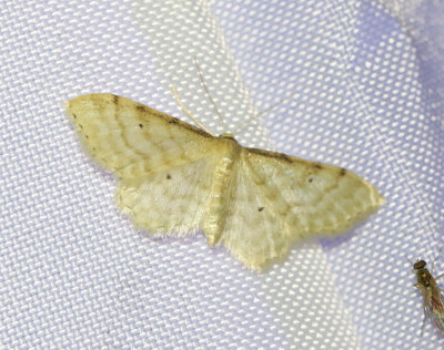 Benfärgad lövmätare Idaea fuscovenosa