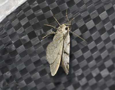 Måbärsmätare Macaria wauaria