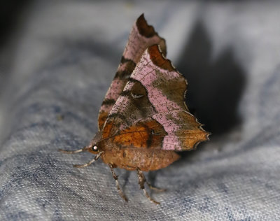Rödbrun månmätare Selenia tetralunaria