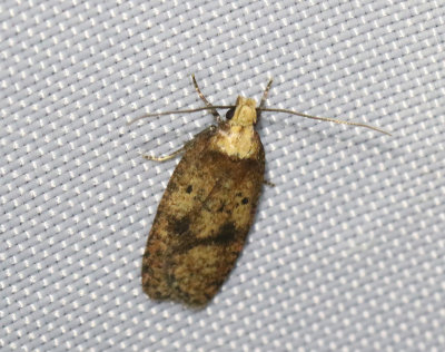 Strtteplattmal   Agonopterix angelicella