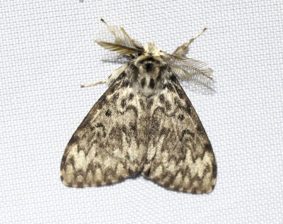 Lymantriinae Tofsspinnare