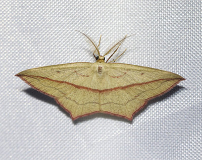 Gul syramätare Timandra comae
