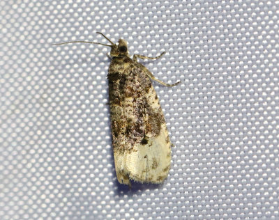 Rosenbrokvecklare Hedya ochroleucana