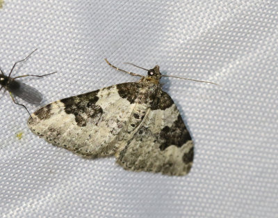 Svartfläcksfältmätare Xanthorhoe fluctuata