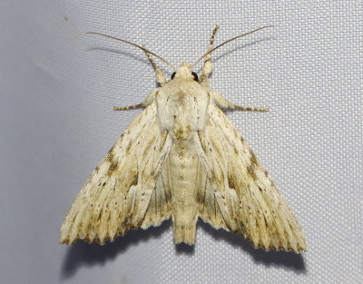Benfrgat ngsfly  Apamea lithoxylaea