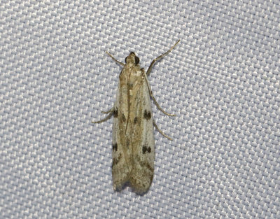 Storpunktskorgmott  Phycitodes binaevella