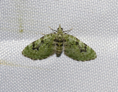 Kronmalmätare Chloroclystis v-ata