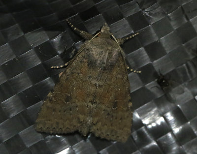 Aspbackfly Parastichtis suspecta