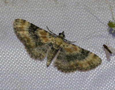 Gulsporrmalmätare Eupithecia linariata