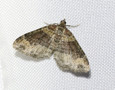 Roströd fältmätare Xanthorhoe ferrugata