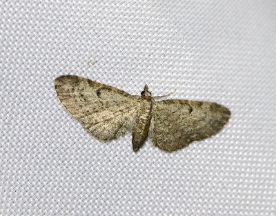 Pilmalmätare Eupithecia tenuiata