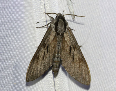 Tallsvrmare <br> Sphinx pinastri