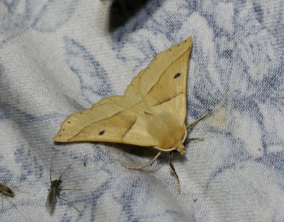 Rovmätare Crocallis elinguaria