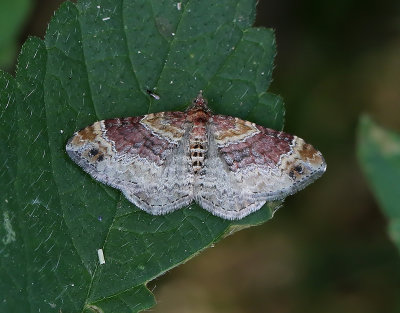Brunröd fältmätare Xanthorhoe spadicearia
