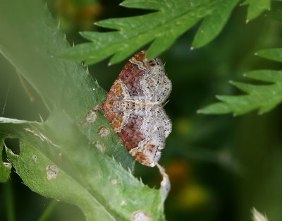 Brunröd fältmätare Xanthorhoe spadicearia