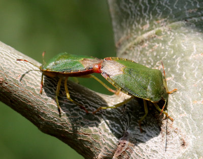 Grön bärfis Green Shield Bug (Palomena prasina)