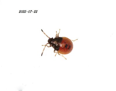 Trybärfis Elasmostethus minor