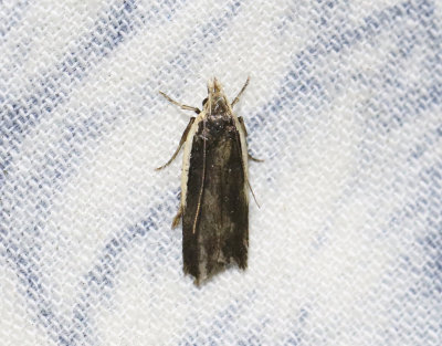 Bergskrabbemal Nothris gregerseni