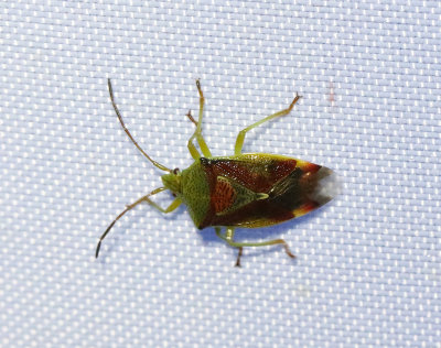 Större björkbärfis Birch Shieldbug (Elasmostethus interstinctus)