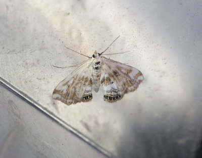 Andmatsmott  Cataclysta lemnata