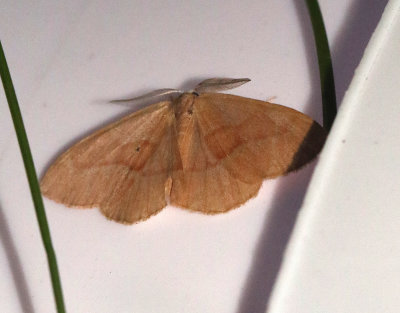 Barrskogsmätare Hylaea fasciaria