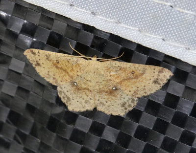 Brunvattrad gördelmätare Cyclophora porata
