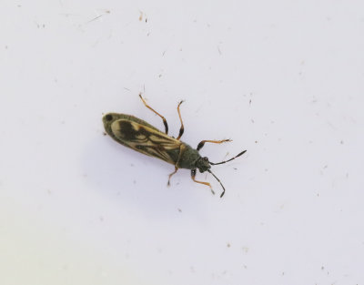 Ischnodemus sabuleti