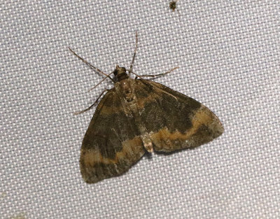 Trubbvinklad fältmätare Dysstroma truncata