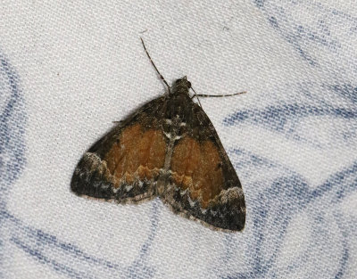 Trubbvinklad fältmätare Dysstroma truncata