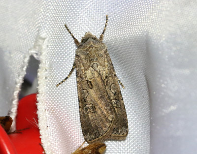 Sdesbroddsfly  Agrotis segetum