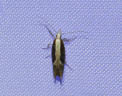 Näbbtrymal Ypsolopha dentella