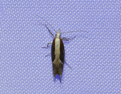 Nbbtrymal  Ypsolopha dentella