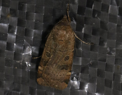 Storflckigt bandfly  Noctua interposita