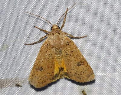 Leverbrunt bandfly  Noctua comes