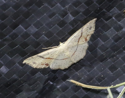 Ekgördelmätare Cyclophora punctaria