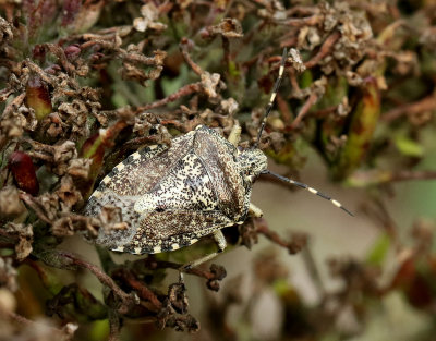 Rhaphigaster nebulosa