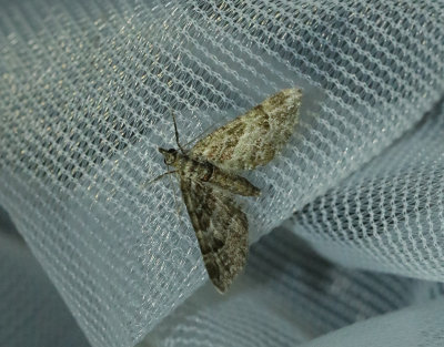Tvåsporrig malmätare Gymnoscelis rufifasciata