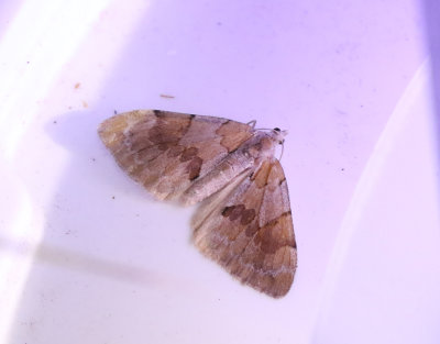 Brunbandad fältmätare Pennithera firmata