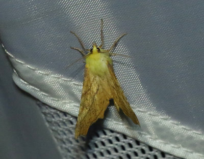 Alflikmätare Ennomos alniaria